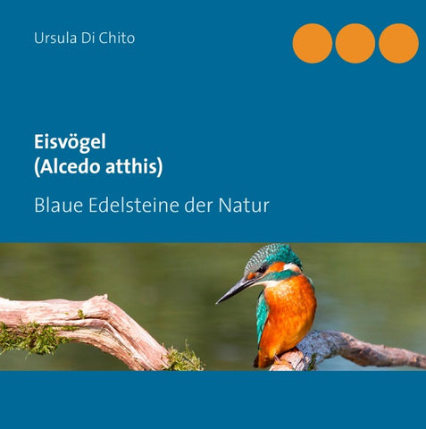 Eisvögel (Alcedo atthis)