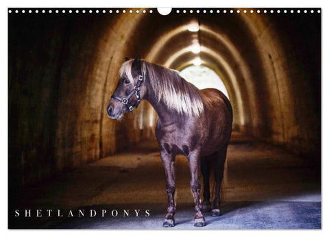 Shetlandpony Kalender (Wandkalender 2027 DIN A3 quer), CALVENDO Monatskalender