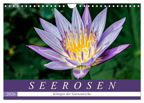 Seerosen - Königin der Gartenteiche (Wandkalender 2026 DIN A4 quer), CALVENDO Monatskalender
