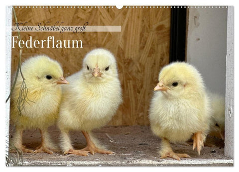 Federflaum - Kleine Schnäbel ganz groß (Wandkalender 2027 DIN A2 quer), CALVENDO Monatskalender