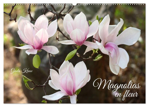 Magnolias en fleur (Calendrier mural 2026 DIN A2 vertical), CALVENDO calendrier mensuel