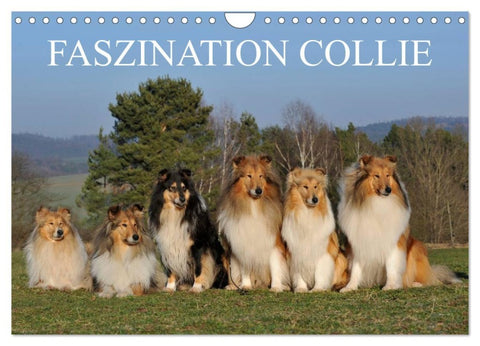 Faszination Collie 2026 (Wandkalender 2026 DIN A4 quer), CALVENDO Monatskalender