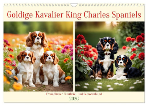 Goldige Kavalier King Charles Spaniels (Wandkalender 2026 DIN A3 quer), CALVENDO Monatskalender