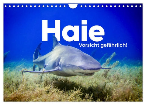 Haie - Vorsicht gefährlich! (Wandkalender 2026 DIN A4 quer), CALVENDO Monatskalender