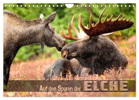 Auf den Spuren der Elche (Wandkalender 2027 DIN A4 quer), CALVENDO Monatskalender