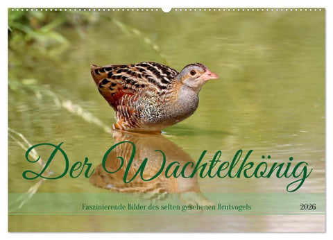Der Wachtelkönig (Wandkalender 2026 DIN A2 quer), CALVENDO Monatskalender