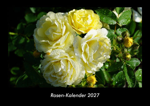 Rosen-Kalender 2027 Fotokalender DIN A3