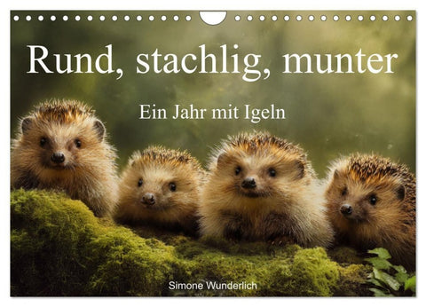 Rund, stachlig, munter - Ein Jahr mit Igeln (Wandkalender 2027 DIN A4 quer), CALVENDO Monatskalender