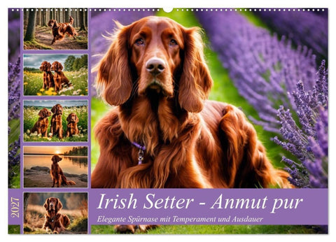 Irish Setter - Anmut pur (Wandkalender 2027 DIN A2 quer), CALVENDO Monatskalender