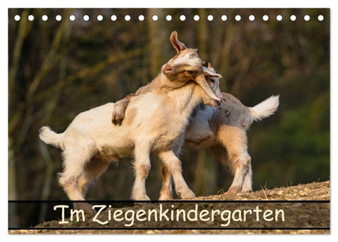 Im Ziegenkindergarten (Tischkalender 2027 DIN A5 quer), CALVENDO Monatskalender