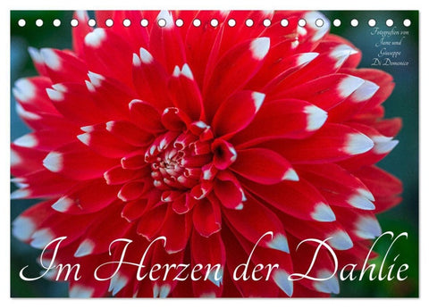 Im Herzen der Dahlie (Tischkalender 2027 DIN A5 quer), CALVENDO Monatskalender