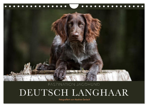 Faszination Jagdhund - Deutsch Langhaar (Wandkalender 2027 DIN A4 quer), CALVENDO Monatskalender