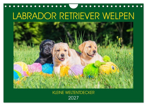 Labrador Retriever Welpen - Kleine Weltentdecker (Wandkalender 2027 DIN A4 quer), CALVENDO Monatskalender