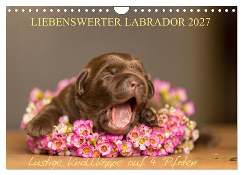 Liebenswerter Labrador 2027 (Wandkalender 2027 DIN A4 quer), CALVENDO Monatskalender