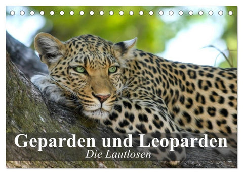 Die Lautlosen. Geparden und Leoparden (Tischkalender 2026 DIN A5 quer), CALVENDO Monatskalender