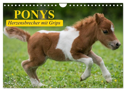 Ponys. Herzensbrecher mit Grips (Wandkalender 2027 DIN A4 quer), CALVENDO Monatskalender