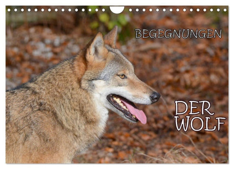 Begegnungen DER WOLF (Wandkalender 2027 DIN A4 quer), CALVENDO Monatskalender