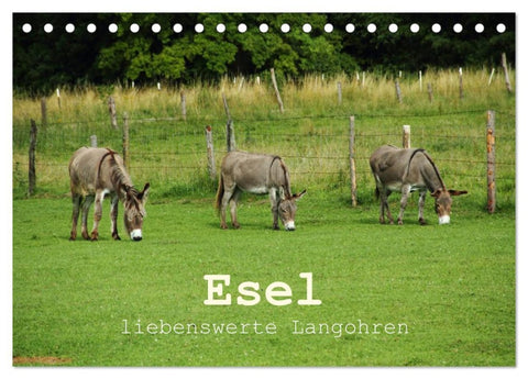 Esel - liebenswerte Langohren (Tischkalender 2026 DIN A5 quer), CALVENDO Monatskalender