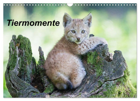 Tiermomente (Wandkalender 2027 DIN A3 quer), CALVENDO Monatskalender