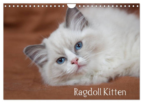 Ragdoll Kitten (Wandkalender 2026 DIN A4 quer), CALVENDO Monatskalender