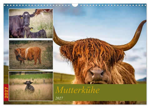 Mutterkühe (Wandkalender 2027 DIN A3 quer), CALVENDO Monatskalender