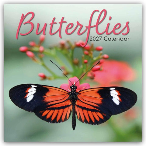 Butterflies – Schmetterlinge 2027 – 16-Monatskalender