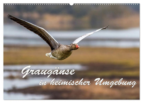 Graugänse in heimischer Umgebung (Wandkalender 2026 DIN A2 quer), CALVENDO Monatskalender