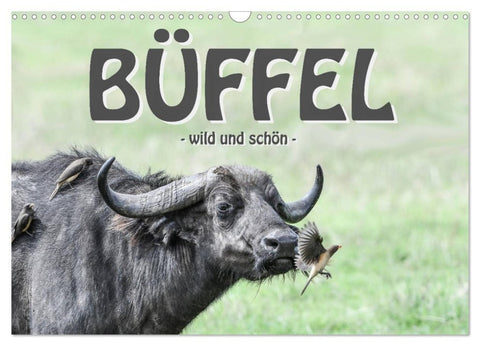 Büffel - wild und schön (Wandkalender 2027 DIN A3 quer), CALVENDO Monatskalender