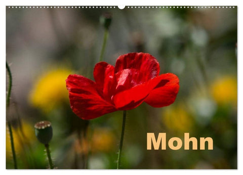 Mohn (Wandkalender 2027 DIN A2 quer), CALVENDO Monatskalender