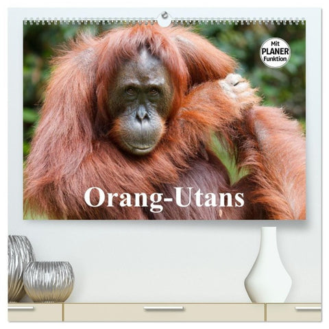 Orang-Utans (hochwertiger Premium Wandkalender 2027 DIN A2 quer), Kunstdruck in Hochglanz
