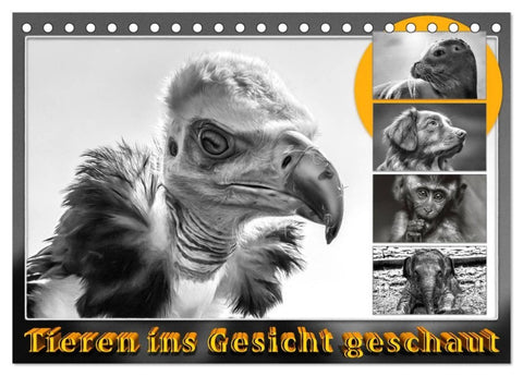 Tieren ins Gesicht geschaut (Tischkalender 2027 DIN A5 quer), CALVENDO Monatskalender