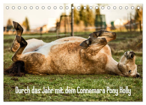 Durch das Jahr mit dem Connemara Pony Holly (Tischkalender 2026 DIN A5 quer), CALVENDO Monatskalender