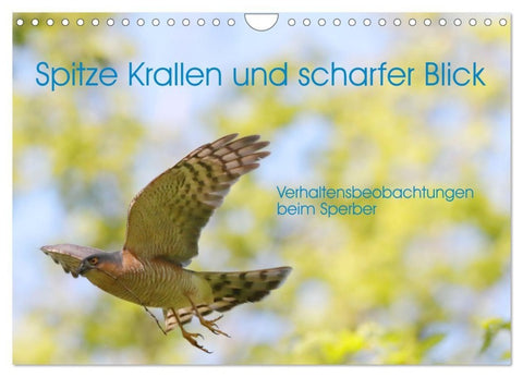 Spitze Krallen und scharfer Blick - Verhalten Sperber (Wandkalender 2027 DIN A4 quer), CALVENDO Monatskalender