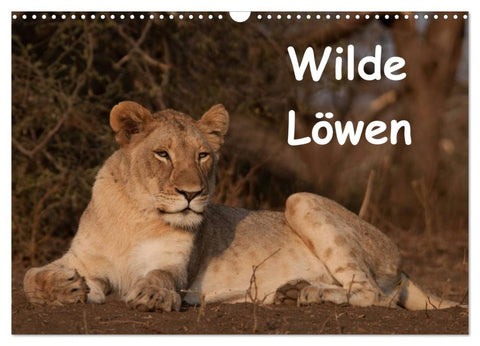 Wilde Löwen (Wandkalender 2026 DIN A3 quer), CALVENDO Monatskalender