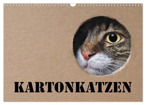 Karton Katzen (Wandkalender 2026 DIN A3 quer), CALVENDO Monatskalender