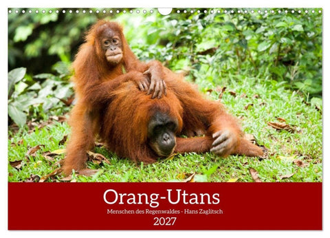Orang-Utans - Menschen des Regenwaldes (Wandkalender 2027 DIN A3 quer), CALVENDO Monatskalender