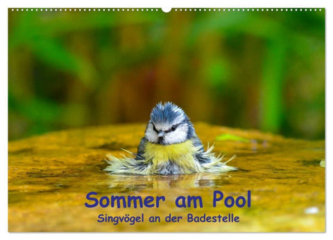Sommer am Pool - Singvögel an der Badestelle (Wandkalender 2026 DIN A2 quer), CALVENDO Monatskalender