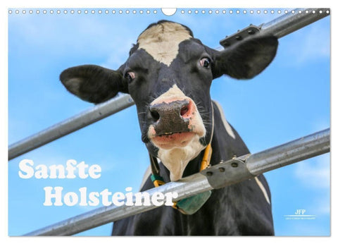 Sanfte Holsteiner (Wandkalender 2027 DIN A3 quer), CALVENDO Monatskalender