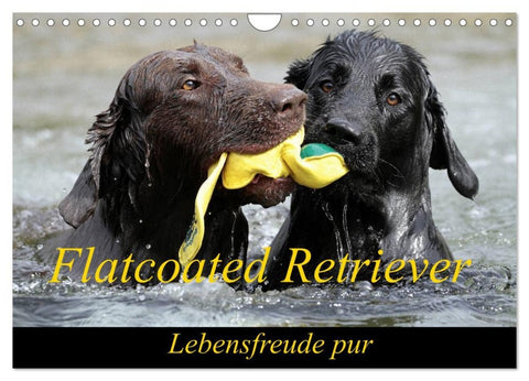 Flatcoated Retriever (Wandkalender 2026 DIN A4 quer), CALVENDO Monatskalender