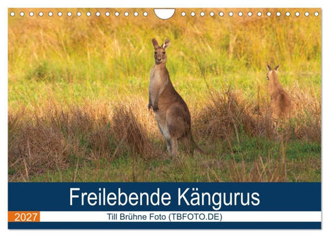 Freilebende Kängurus (Wandkalender 2027 DIN A4 quer), CALVENDO Monatskalender