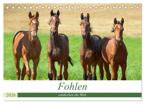 Fohlen entdecken die Welt (Tischkalender 2026 DIN A5 quer), CALVENDO Monatskalender