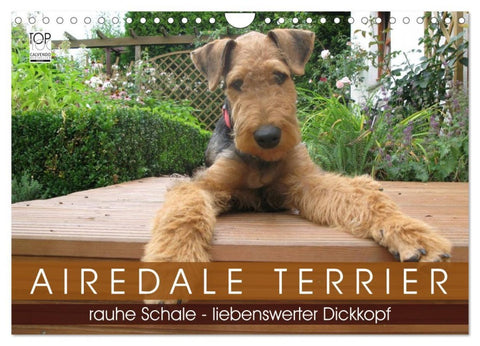 Airedale Terrier (Wandkalender 2026 DIN A4 quer), CALVENDO Monatskalender
