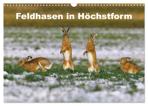 Feldhasen in Höchstform (Wandkalender 2027 DIN A3 quer), CALVENDO Monatskalender