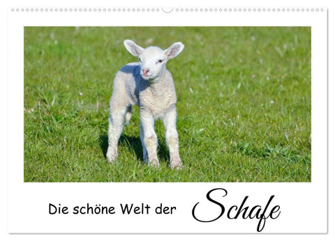 Die schöne Welt der Schafe (Wandkalender 2026 DIN A2 quer), CALVENDO Monatskalender