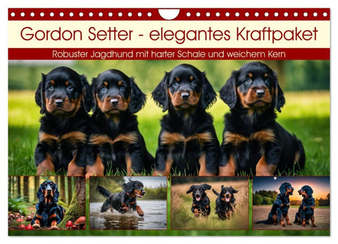 Gordon Setter - elegantes Kraftpaket (Wandkalender 2026 DIN A4 quer), CALVENDO Monatskalender