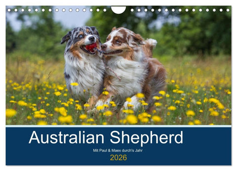 Australian Shepherd 2026 (Wandkalender 2026 DIN A4 quer), CALVENDO Monatskalender