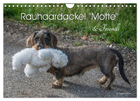 Rauhaardackel Motte & Friends (Wandkalender 2027 DIN A4 quer), CALVENDO Monatskalender