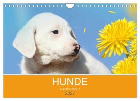 HUNDE LEBEN IST BUNT (Wandkalender 2027 DIN A4 quer), CALVENDO Monatskalender