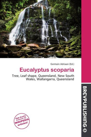 Eucalyptus scoparia