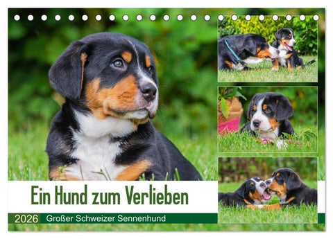 Ein Hund zum Verlieben - Großer Schweizer Sennenhund (Tischkalender 2026 DIN A5 quer), CALVENDO Monatskalender